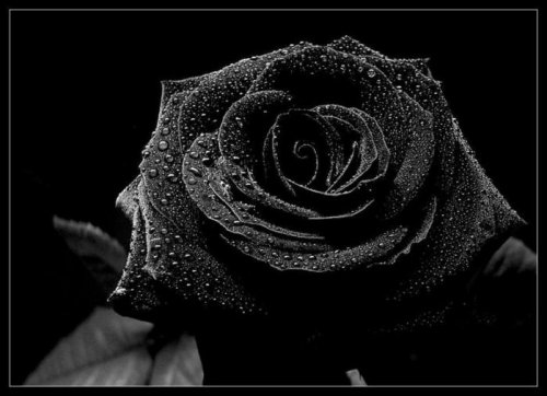 Гадание "Черная роза"