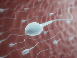 Нездоровый образ жизни мужчин влияет на их сперму