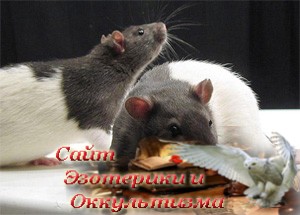 Мозг нескольких крыс соединили в сеть - «Эзотерика»