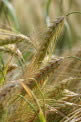 Гадание на пшеничных зёрнах.