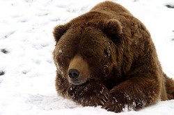 Из-за чего не спит бурый медведь?