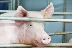 В Японии работают над выведением  свиночеловека