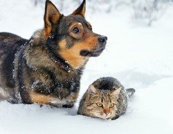 Владельцы кошек и собак имеют разные черты характера