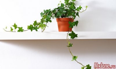 Какие растения не стоит держать дома