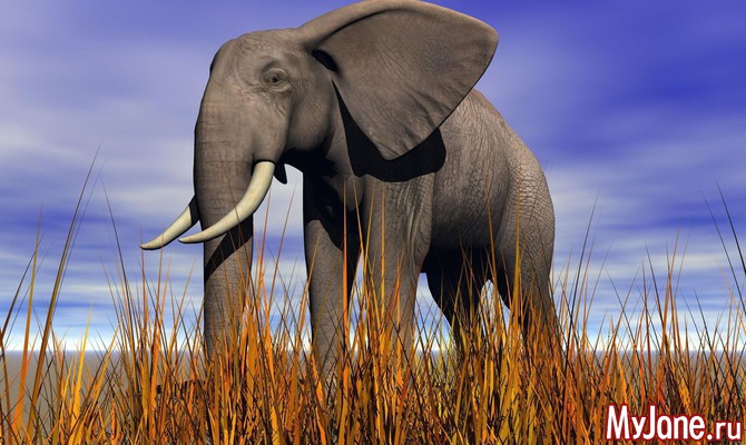 22 сентября - День защиты слонов