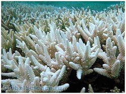 Из коралловых рифов выделяют новые белки для лечения ВИЧ
