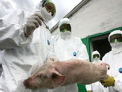 Россельхознадзор нашел африканскую чуму в свинине из Белоруссии