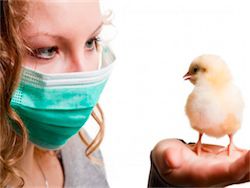 В России выявлен случай птичьего гриппа