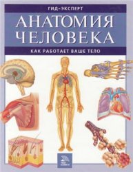 Анатомия человека. Как работает ваше тело