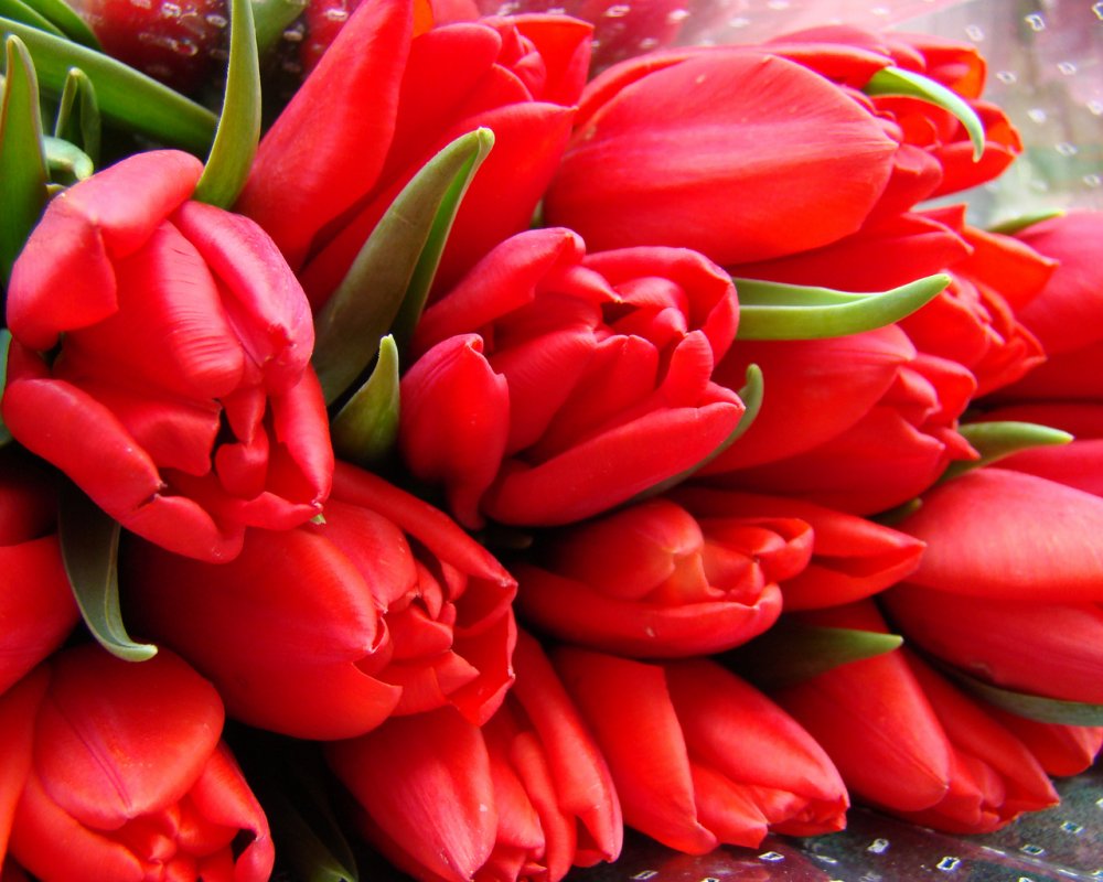 9 мая. Письмо деда и охапка красных тюльпанов