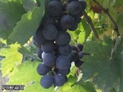 Ученые: виноград поможет победить депрессию