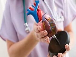 Ученым удалось вырастить в лаборатории миниатюрное сердце