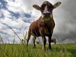 В Крыму выявлен лейкоз у коров