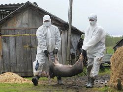 Африканская свиная чума наступает на Ригу
