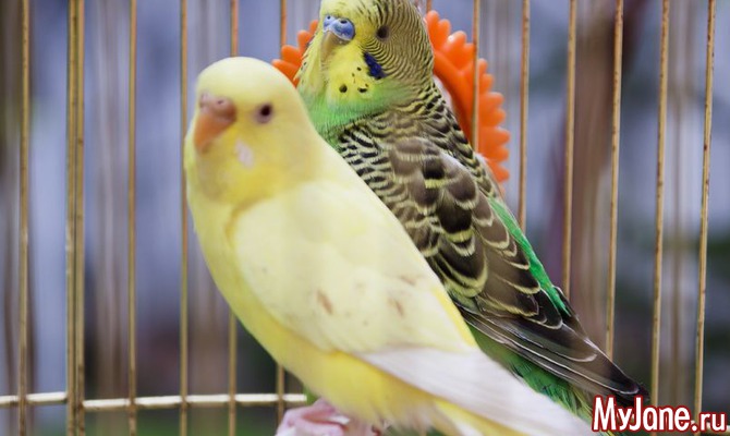 38 попугаев: как выбрать домашнего питомца?
