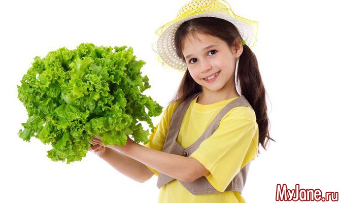 Зелень круглый год: выращиваем листья салата