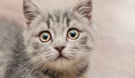 Почему коты боятся огурцов