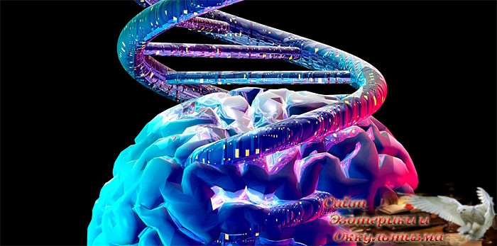 Механизм управления генетической памятью - «Эзотерика»