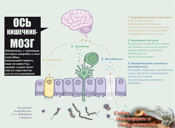 Удивительные взаимодействия между мозгом и микробами кишечника - «Эзотерика»