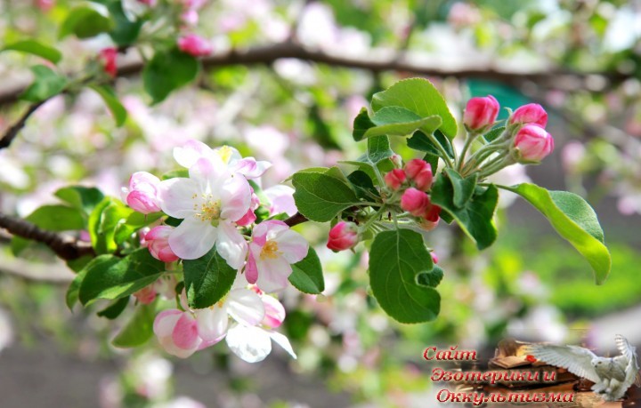 Прогноз Таро на май 2019 года - зеркальный прогноз. Эзотерика - Живое Знание - «Эзотерика»