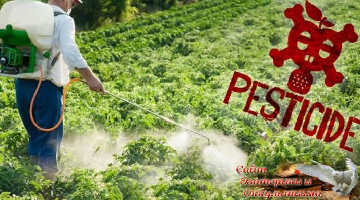 Скажи, что ты ешь, и я скажу, кто ты есть. Эзотерика - Живое Знание - «Эзотерика»